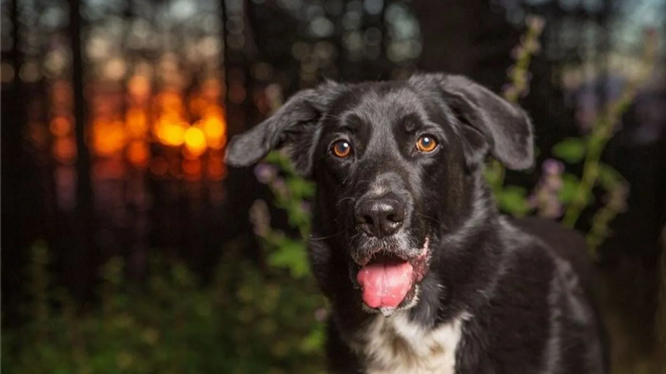 borador