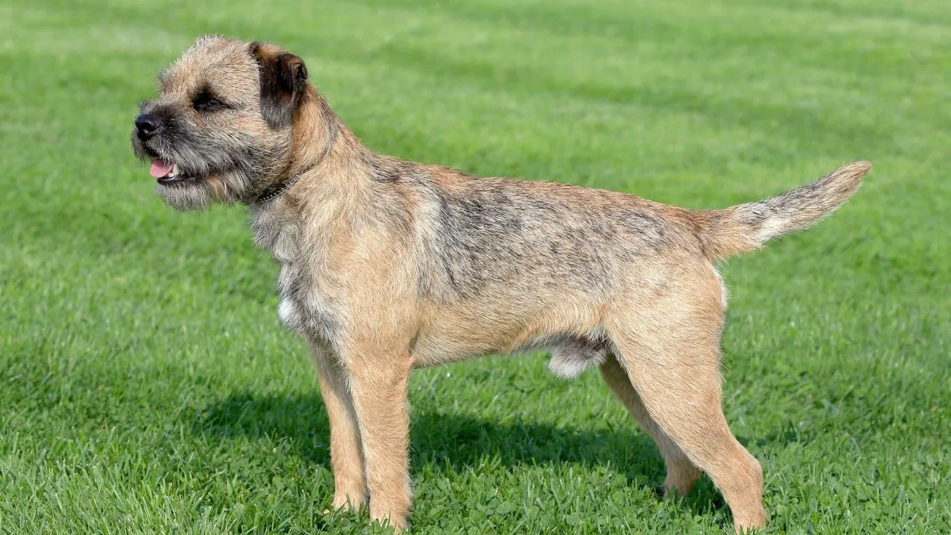 border-terrier