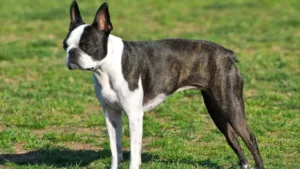 boston-terrier