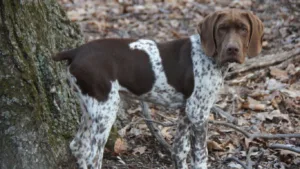 braque-francais-pyrenean