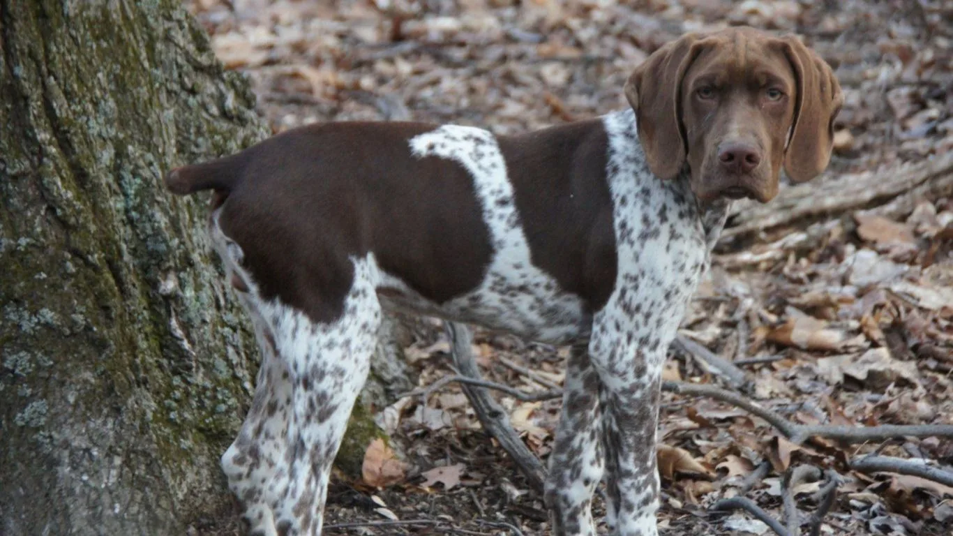 braque-francais-pyrenean