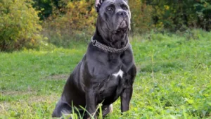 cane-corso
