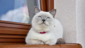 colorpoint-shorthair