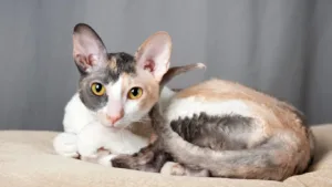 cornish-rex