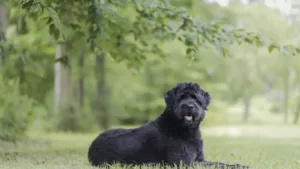 flandre-coban-kopegi