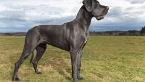 great-dane