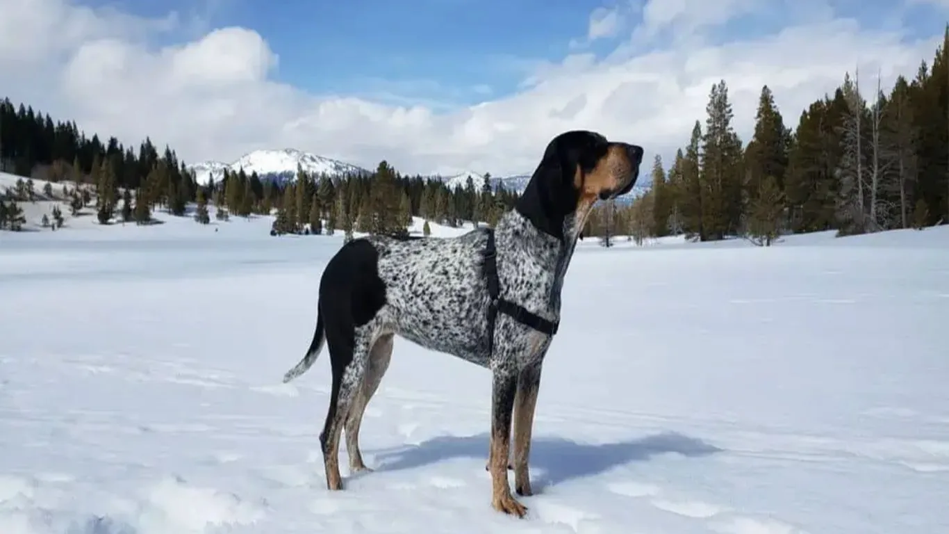 mavi-benekli-rakun-tazisi