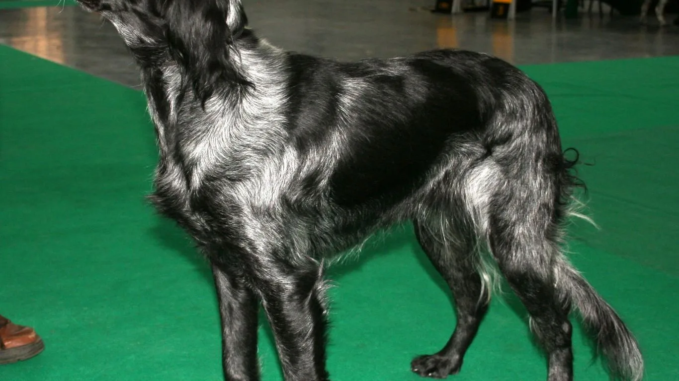 mavi-picardy-spaniel