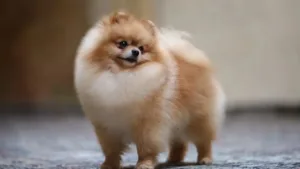pomeranian
