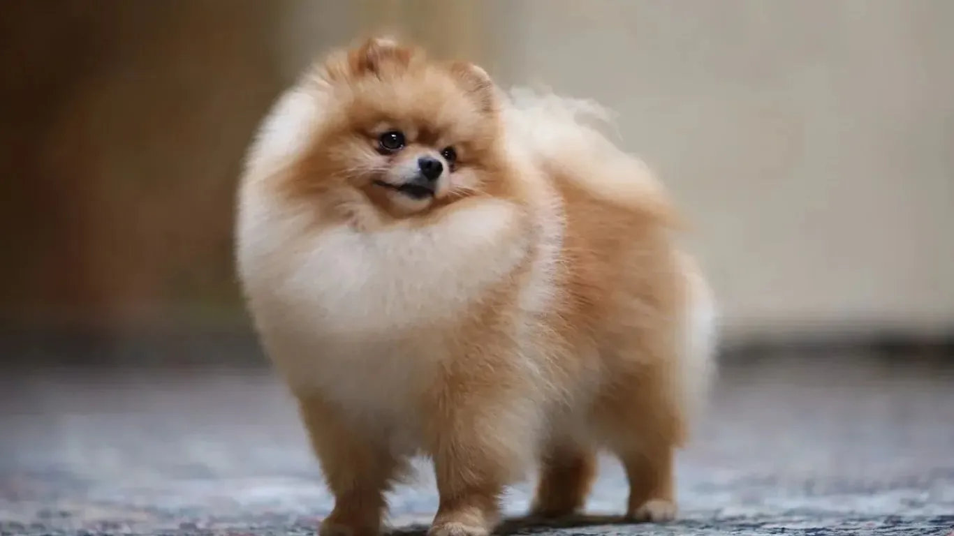 pomeranian