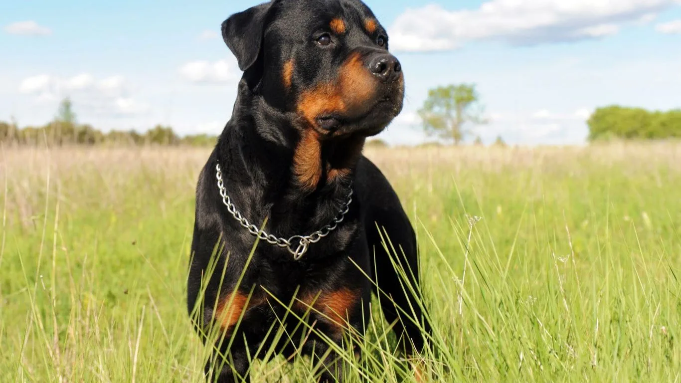 rottweiler