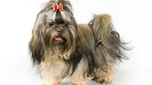 russian-tsvetnaya-bolonka