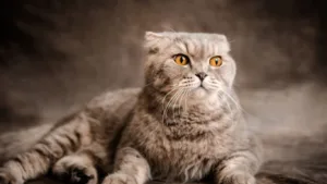 scottish-fold