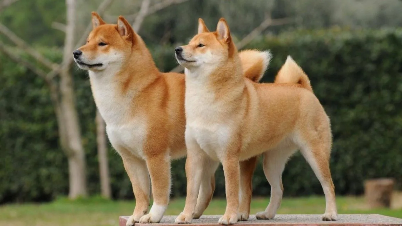 shiba-inu