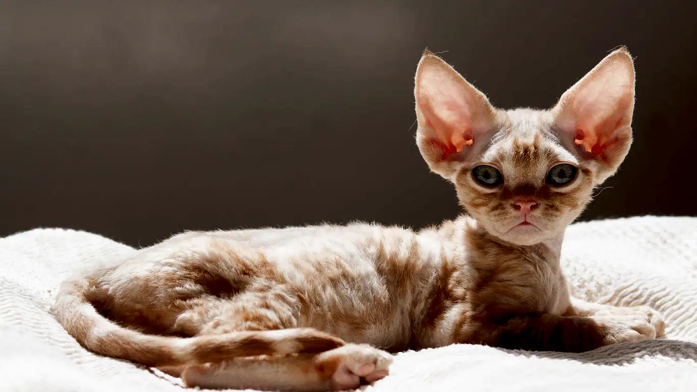 devon-rex