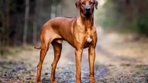 rhodesian-ridgeback