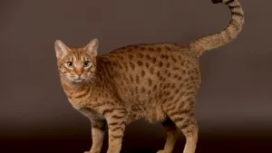 ocicat