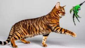 toyger