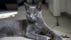 korat
