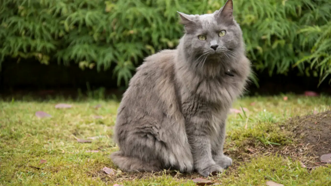 nebelung