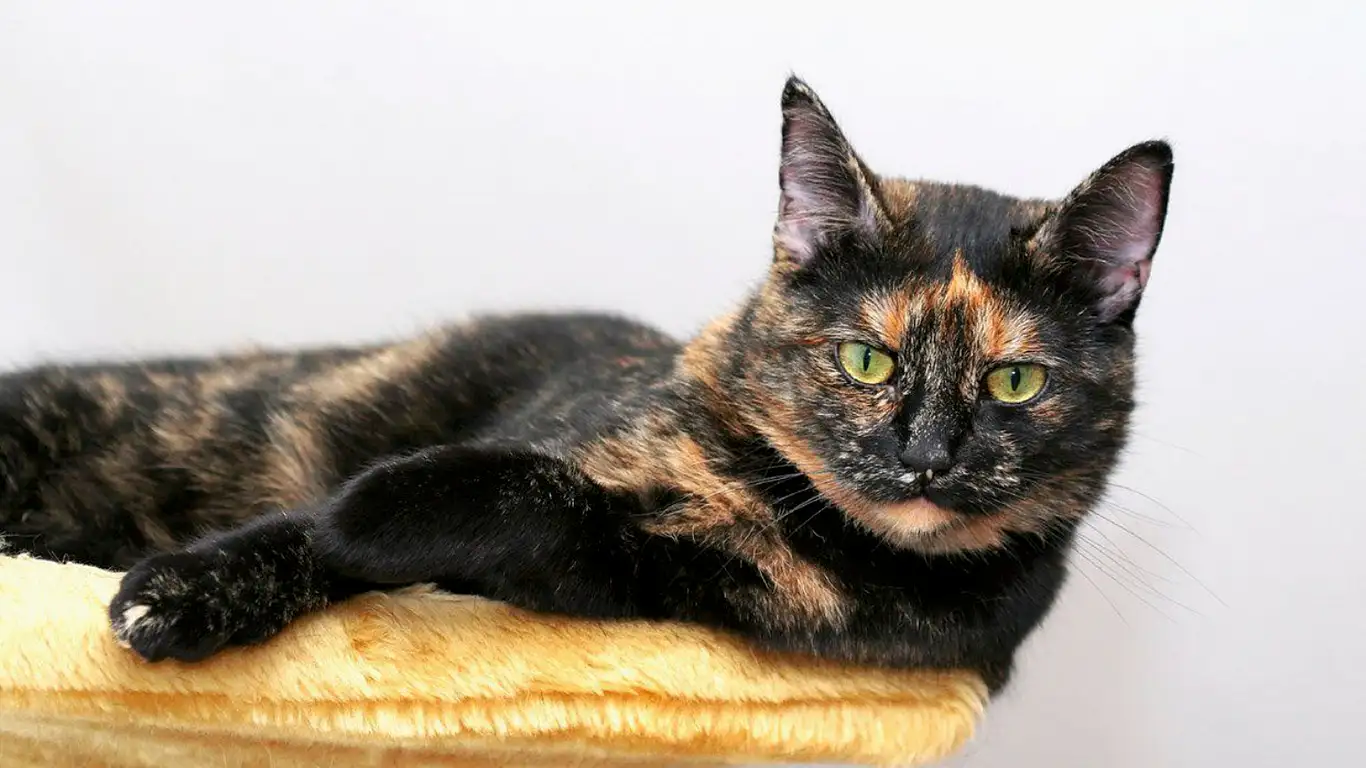 tortoiseshell-kedisi