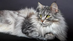 domestic-longhair