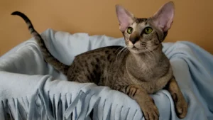 oriental-shorthair